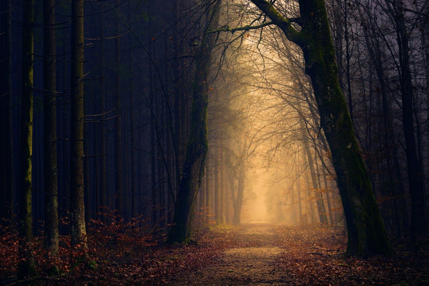 A path winding through a forest, illustrating the law firm marketing questions answered on this page